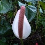 Anthurium formosum പുഷ്പം