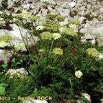 Ligusticum ferulaceum Habitat