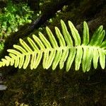 Polypodium interjectum ഇല