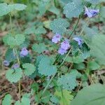 Glechoma hirsuta Flower