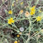 Pulicaria arabica Flower