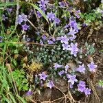 Campanula andrewsii Flower