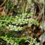 Sesamoides pygmaea Fula