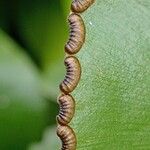 Adiantum reniforme Alia