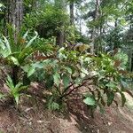 Miconia calvescens Leaf