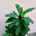 Euphorbia miliiLeaf