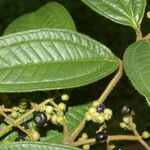 Miconia ibaguensis List