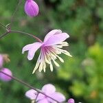 Thalictrum delavayi Flower