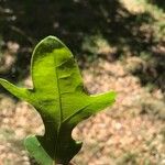 Quercus stellata Leaf