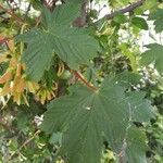 Acer glabrum Frunză