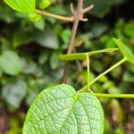 Clerodendrum welwitschii Leaf