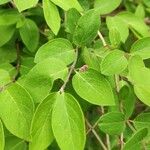 Lonicera tatarica Blatt