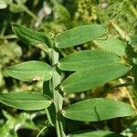 Lathyrus clymenum Leaf