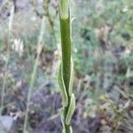 Lilium pomponium Кора