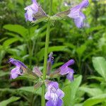 Salvia interrupta Цветок