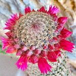 Mammillaria matudae Flor