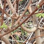 Acer opalus Bark