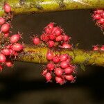Clidemia septuplinervia Hoja