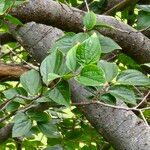 Celtis africana Leaf