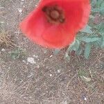 Papaver setiferumKvět