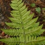 Dryopteris carthusiana برگ