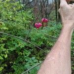 Euonymus atropurpureus Fruit