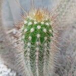 Echinocereus engelmannii Liść