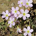 Oxalis violacea Blüte