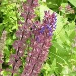 Salvia nemorosa Квітка