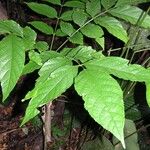 Markhamia tomentosa Blatt