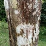 Quercus bumelioides Corteza