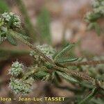 Chaetonychia cymosa Flor