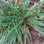 Carex morrowii Hostoa