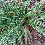 Carex morrowii 葉