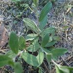 Crocanthemum georgianum Habitus