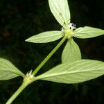 Spermacoce remota Leaf