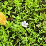 Bacopa monnieri Цвят