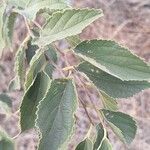 Celtis africana Leaf