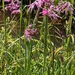 Lychnis flos-cuculi Habitus