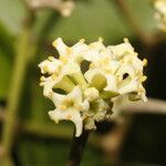 Daphnopsis americana Lorea