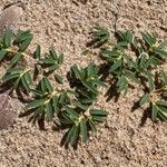 Euphorbia polygonifolia Hoja