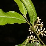 Ardisia guianensis Цвят