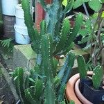 Euphorbia abyssinica موطن