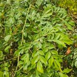 Albizia zygia Hoja