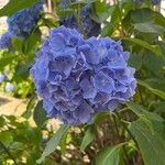 Hydrangea spp.Flor