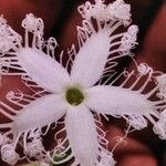 Trichosanthes cucumerina Blüte