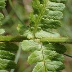 Dryopteris oreades Leaf