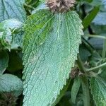 Stachys alpina Leaf