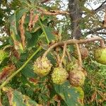 Aesculus hippocastanumFruit