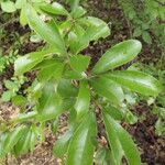 Sideroxylon lanuginosum Leaf